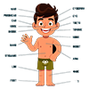Parts of the Body